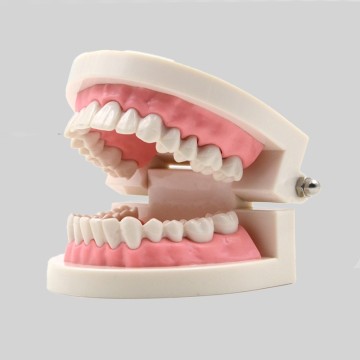 Modelo Dentário - Ensino e Educação de Higiene Oral p/ Crianças